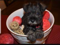 Miniature Schnauzer Puppies for sale in Fairhope, AL 36532, USA. price: NA