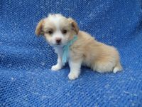 Miniature Schnauzer Puppies for sale in La Habra Heights, CA, USA. price: NA