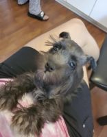 Miniature Schnauzer Puppies for sale in Reading, PA 19602, USA. price: NA