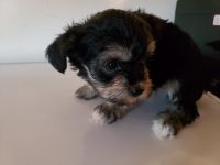 Miniature Schnauzer Puppies for sale in Milwaukie, OR, USA. price: NA