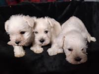 Miniature Schnauzer Puppies for sale in Tampa, FL, USA. price: NA
