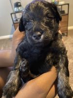 Miniature Schnauzer Puppies for sale in Converse, TX, USA. price: NA