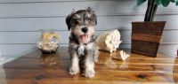 Miniature Schnauzer Puppies for sale in Miami, FL 33187, USA. price: NA