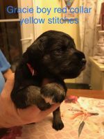 Miniature Schnauzer Puppies for sale in 1273 Old State Hwy 20, Alexander, NC 28701, USA. price: NA