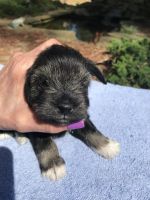 Miniature Schnauzer Puppies for sale in Tucker, GA, USA. price: NA