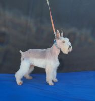 Miniature Schnauzer Puppies for sale in San Bernardino, CA 92411, USA. price: NA