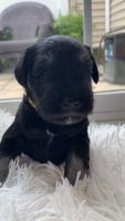 Miniature Schnauzer Puppies for sale in Middletown, DE, USA. price: NA