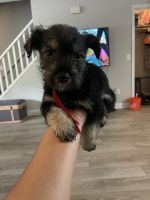 Miniature Schnauzer Puppies for sale in West Springfield, MA 01089, USA. price: NA