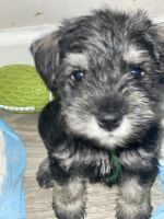 Miniature Schnauzer Puppies for sale in North Charleston, SC 29406, USA. price: NA