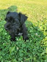 Miniature Schnauzer Puppies for sale in Catonsville, MD 21228, USA. price: NA