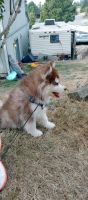 Miniature Siberian Husky Puppies for sale in Maple Valley, WA 98038, USA. price: NA