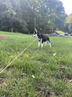Miniature Siberian Husky Puppies for sale in Knoxville, TN, USA. price: NA