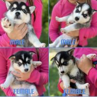 Miniature Siberian Husky Puppies for sale in Billings, MT, USA. price: NA