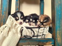 Miniature Siberian Husky Puppies for sale in 125 Luxor Ln, Sand Coulee, MT 59472, USA. price: $3,500