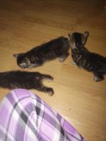 Minx Cats for sale in North Judson, IN 46366, USA. price: $600