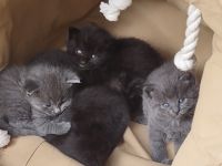 Minx Cats for sale in Jersey City, NJ, USA. price: $250