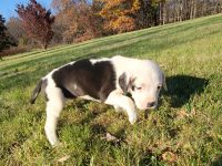 Mixed Puppies for sale in Bruceton Mills, WV 26525, USA. price: NA