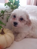 Mixed Puppies for sale in Laurel, MS, USA. price: NA