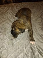 Mixed Puppies for sale in Monticello, IN 47960, USA. price: NA