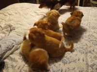 Mixed Puppies for sale in Butler, PA, USA. price: NA