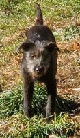 Mixed Puppies for sale in East Douglas, MA 01516, USA. price: NA