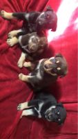 Mixed Puppies for sale in Liberty, NC 27298, USA. price: NA