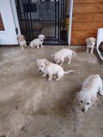 Mixed Puppies for sale in Yukon, PA, USA. price: NA