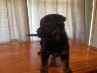 Mixed Puppies for sale in Forest City, NC 28043, USA. price: NA