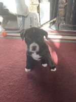 Mixed Puppies for sale in Casper, WY, USA. price: NA