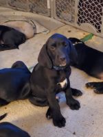 Mixed Puppies for sale in New Boston, NH 03070, USA. price: NA