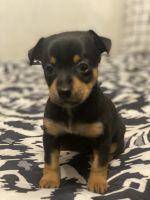 Mixed Puppies for sale in Pensacola, FL, USA. price: NA