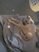Mixed Puppies for sale in Lawrenceville, GA 30046, USA. price: NA