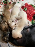 Mixed Puppies for sale in Grayson, GA, USA. price: NA