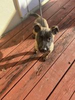 Mixed Puppies for sale in Lantana, FL, USA. price: NA
