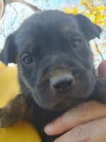 Mixed Puppies for sale in Wichita, KS 67218, USA. price: NA