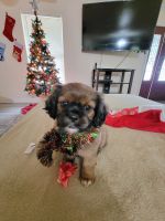 Mixed Puppies for sale in San Antonio, TX 78263, USA. price: NA