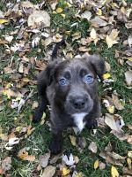 Mixed Puppies for sale in Garden City, KS 67846, USA. price: NA