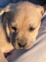 Mixed Puppies for sale in Decatur, TX 76234, USA. price: NA
