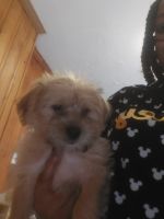 Mixed Puppies for sale in Rocky Mount, NC, USA. price: NA