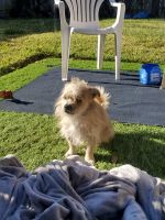 Mixed Puppies for sale in North Houston, Houston, TX, USA. price: NA