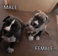 Mixed Puppies for sale in Phoenix, AZ, USA. price: NA