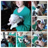 Mixed Puppies for sale in Cookeville, TN, USA. price: NA
