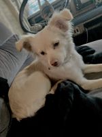 Mixed Puppies for sale in Pacoima, Los Angeles, CA, USA. price: NA