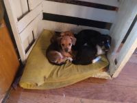 Mixed Puppies for sale in 11612 S Carpenter Rd, Crows Landing, CA 95313, USA. price: NA