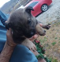Mixed Puppies for sale in Jackson, KY 41339, USA. price: NA