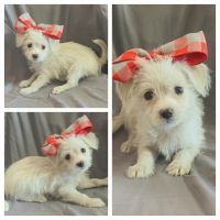 Mixed Puppies for sale in Taylor, TX 76574, USA. price: NA