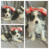 Mixed Puppies for sale in Taylor, TX 76574, USA. price: NA