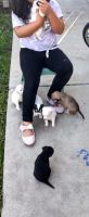 Mixed Puppies for sale in Oakland, CA, USA. price: NA