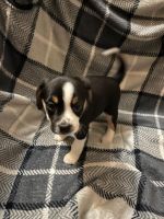 Mixed Puppies for sale in Sidney, NE 69162, USA. price: NA