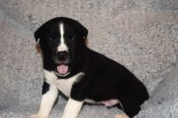Mixed Puppies for sale in Guthrie, OK, USA. price: NA